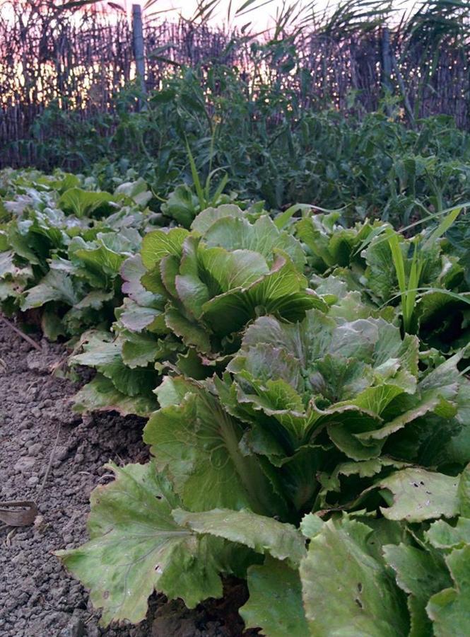 Caseta Manigotxa Deltebre Bagian luar foto